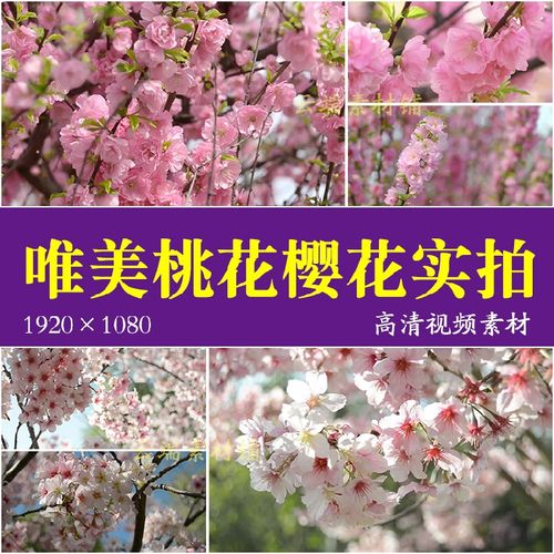 h唯美桃花 樱花 烂漫樱花特写 春天花朵盛开高清实拍