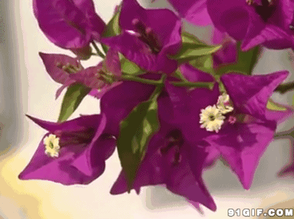 com六月幽雪通过花瓣chrome扩展采集于2016-05-26 14:01:39动态图库