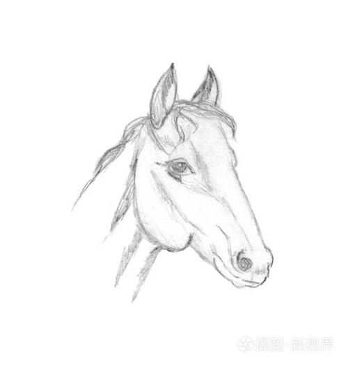 在白色背景上被隔离的铅笔画.动物肖像图形.骏马手绘图像