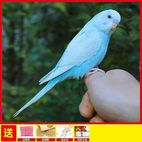 会说手养牡丹云斑鹦鹉宠物活物虎皮说话小鸟玄凤活体