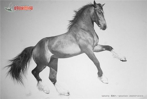铅笔画骏马图片素材