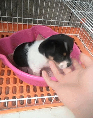 狗狗gif喝奶gif主人gif可爱gif搞笑gif