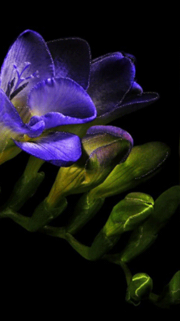 gif# #鲜花# 灬铃兰灬采集