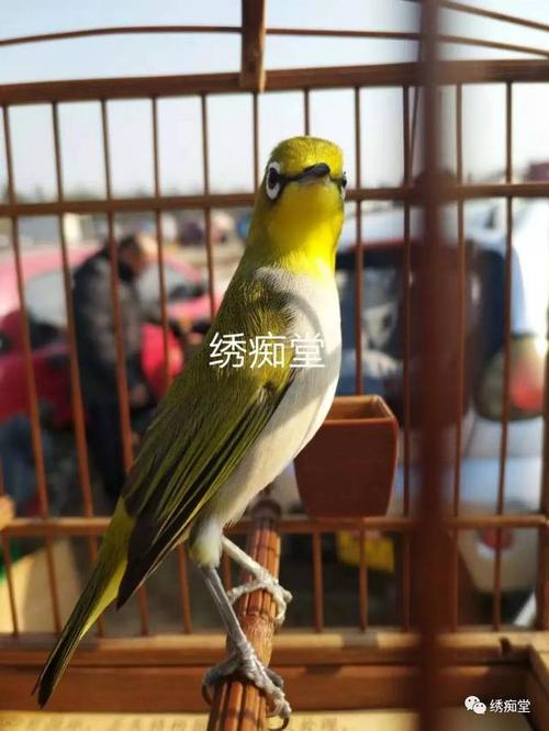 暗绿绣眼区分雌雄5法