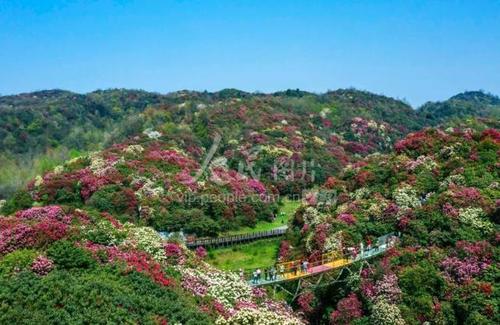 贵州毕节:杜鹃花开迎客来