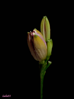 gif# #鲜花# 灬铃兰灬采集