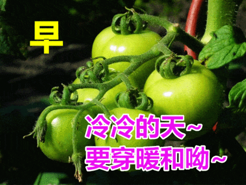 2021早上好的鲜花祝福图片,最美早上好问候语图片