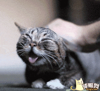猫咪享受抚摸惬意gif动图_动态图_表情包下载_soogif