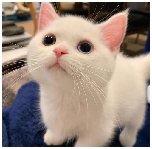 这只白色小猫以其超高的颜值在社交平台上广受欢迎.