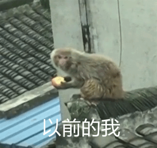 孙猴子来平湖了!进了这个村之后,胖成了