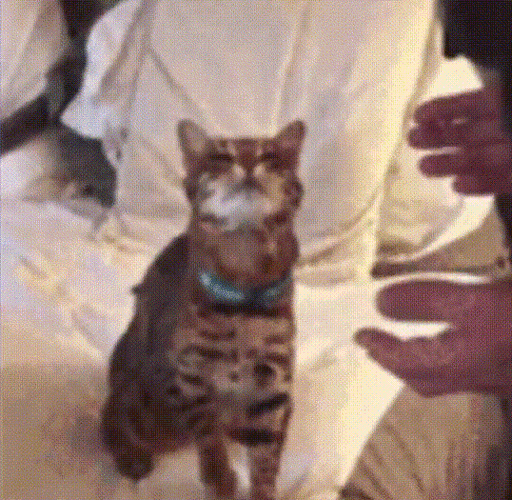 猫咪gif手掌gif站立gif可爱gif