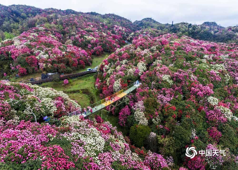贵州毕节杜鹃花迎来最佳观赏期 姹紫嫣红美景