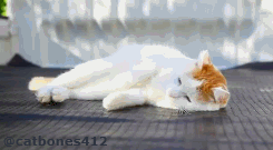 猫叔生活:左滚~右滚~各种滚~~~自己都把自己萌翻了的叔