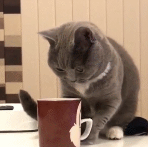 猫咪gif喵星人gif搞笑gif可爱gif淘气gif
