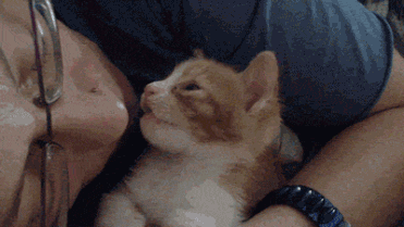 日常吸猫