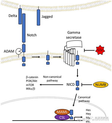酶抑制剂(gamma-secretase inhibitor,gsi)对notch信号通路的抑制作用