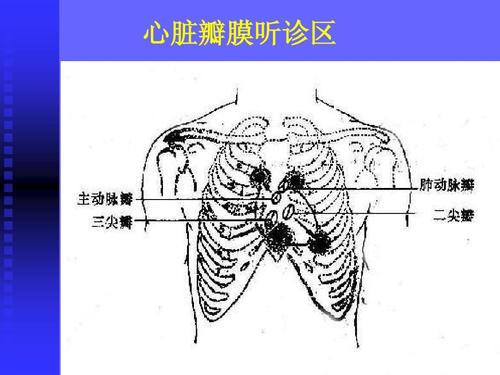 心脏瓣膜听诊区