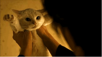 疯狂猫