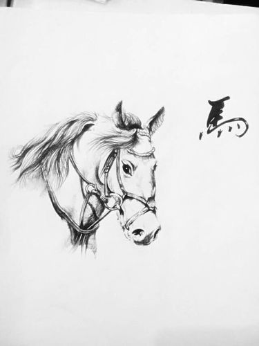 马的素描