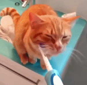 猫咪gif牙刷gif摇头gif搞笑gif