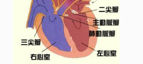 其听诊顺序是什么?