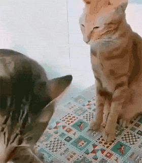 本周吸猫合集,奶牛猫与大橘抢饭吃