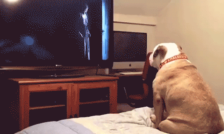 斗牛犬着急gif动图_动态图_表情包下载_soogif