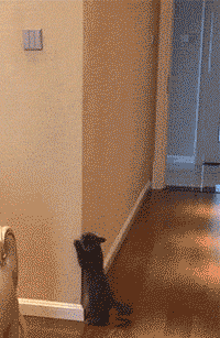 蜘蛛侠的原型其实是猫.