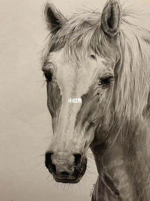 素描马_素描_文化_绘画