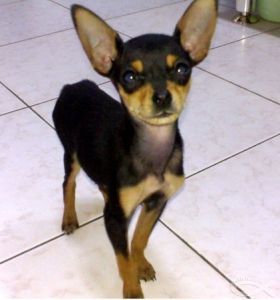 属于小型犬,温柔可爱,适合家庭用犬,毛色是红色,头部小型,尾巴是断尾