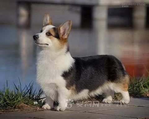 卡迪根柯基犬