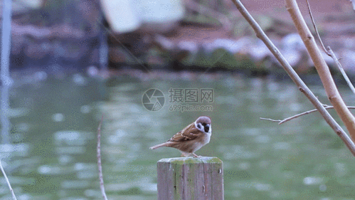 湖边小鸟gif