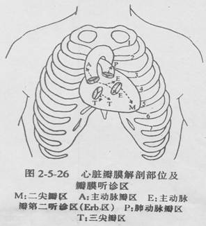 心脏瓣膜听诊区