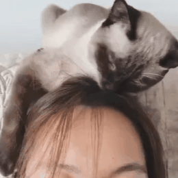 260_260gif 动态图 动图