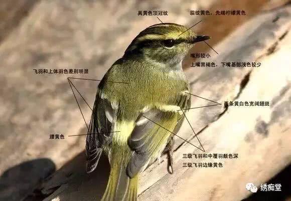 鸟类,暗绿绣眼鸟
