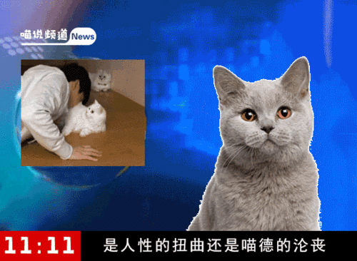 那些越来越多的吸猫患者,到底是在吸什么?