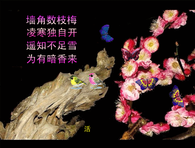梅须逊雪三分白 雪却伴梅一世情 48幅【蝶花雨 群星】