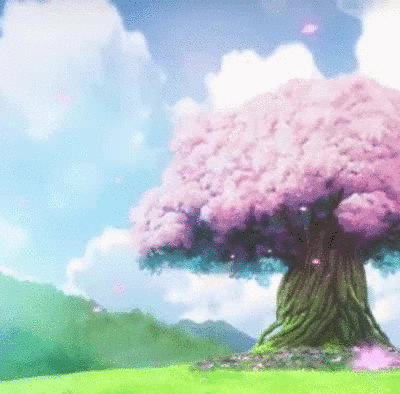 樱花 
