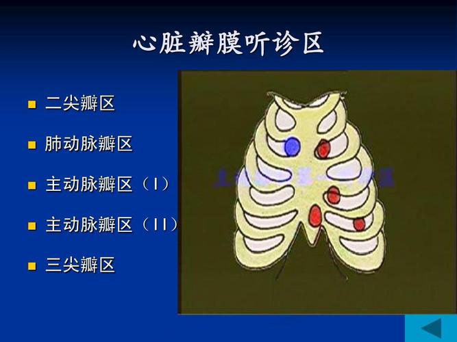 心脏瓣膜听诊区     二尖瓣区 肺动脉瓣区 主动脉瓣区(i) 主动脉瓣区