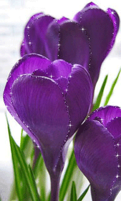 gif# #鲜花# 灬铃兰灬采集