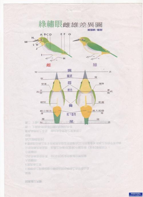 绣眼鸟怎么分公母