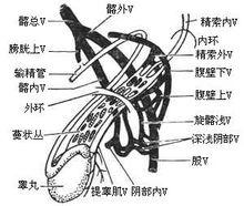 睾丸畸形