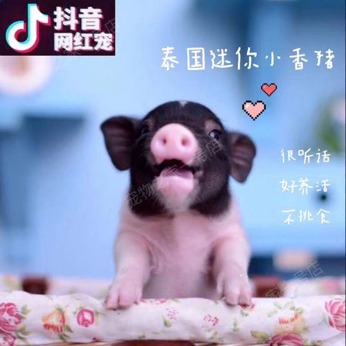 泰国小香猪活体幼崽家养纯种宠物猪可爱萌宠网红猪仔