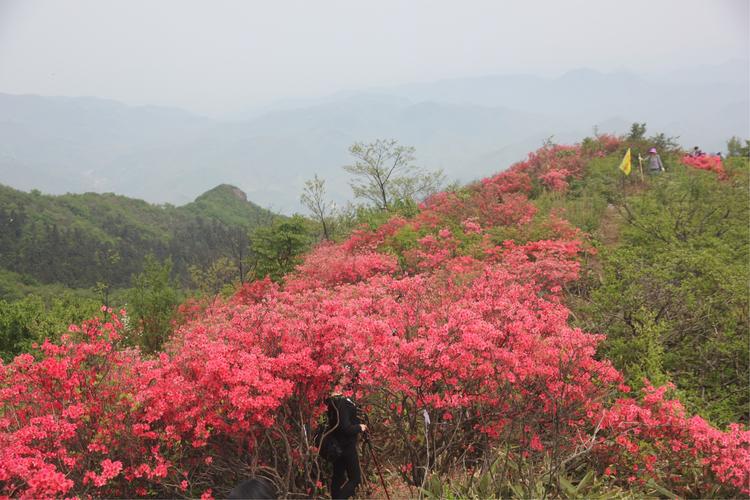 鸬鸟山的映山红