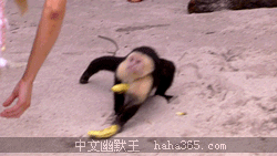 首页 搞笑图片 搞笑动态图片