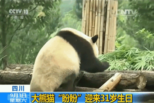 卡通熊猫