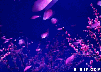 349_248gif 动态图 动图