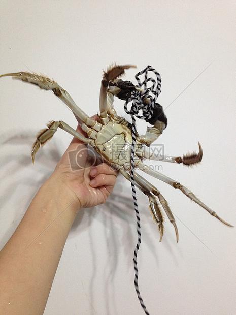 绑住钳子的大闸蟹