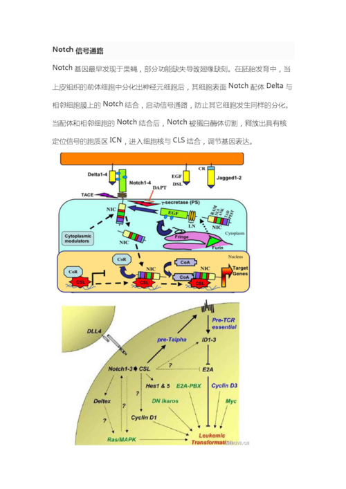notch信号通路要点.docx