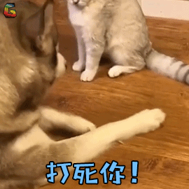 萌宠狗打死你搞怪soogifsoogif出品gif动图_动态图_表情包下载_soogif